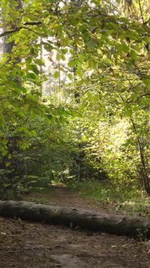 Bir sonbahar gününde ormanın dikey videosu, yavaş çekim.