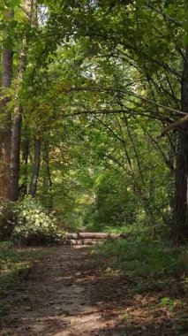 Bir sonbahar gününde ormanın dikey videosu, yavaş çekim.