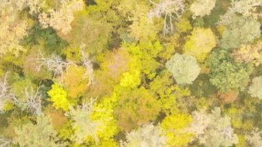 Bir sonbahar gününde ormanın dikey videosu, yavaş çekim.