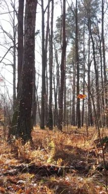 Bir sonbahar gününde ormanın dikey videosu, yavaş çekim.