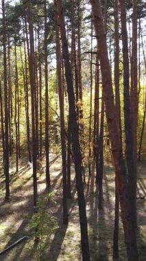 Bir sonbahar gününde ormanın dikey videosu, yavaş çekim.