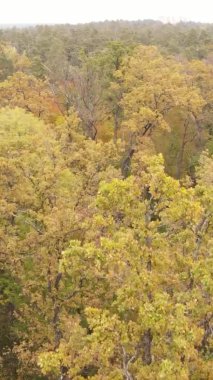 Bir sonbahar gününde ormanın dikey videosu, yavaş çekim.