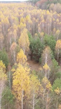 Bir sonbahar gününde ormanın dikey videosu, yavaş çekim.
