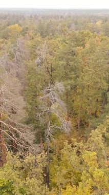 Bir sonbahar gününde ormanın dikey videosu, yavaş çekim.