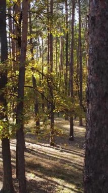 Bir sonbahar gününde ormanın dikey videosu, yavaş çekim.