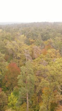 Bir sonbahar gününde ormanın dikey videosu, yavaş çekim.