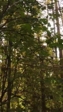 Bir sonbahar gününde ormanın dikey videosu, yavaş çekim.