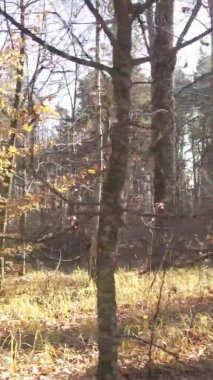 Bir sonbahar gününde ormanın dikey videosu, yavaş çekim.