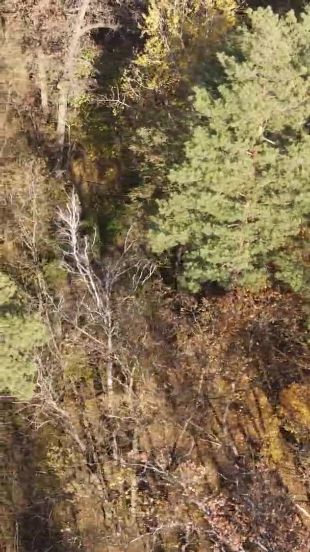 Vertikales Video Des Waldes Einem Herbsttag Zeitlupe — Stockvideo