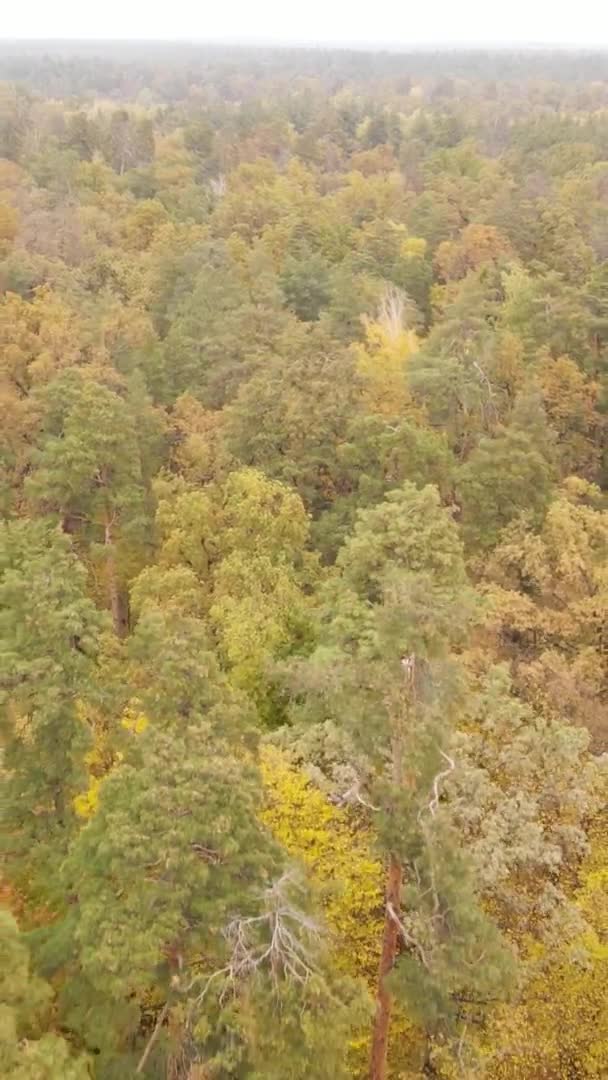 Vertikales Video Des Waldes Einem Herbsttag Zeitlupe — Stockvideo