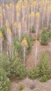 Bir sonbahar gününde ormanın dikey videosu, yavaş çekim.
