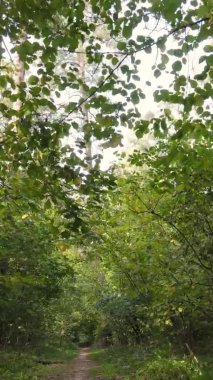 Bir sonbahar gününde ormanın dikey videosu, yavaş çekim.