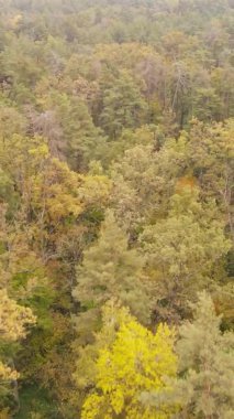 Bir sonbahar gününde ormanın dikey videosu, yavaş çekim.