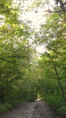 Bir sonbahar gününde ormanın dikey videosu, yavaş çekim.