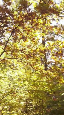 Bir sonbahar gününde ormanın dikey videosu, yavaş çekim.