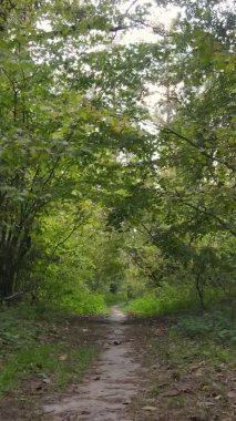 Bir sonbahar gününde ormanın dikey videosu, yavaş çekim.