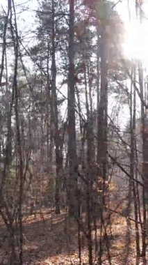 Bir sonbahar gününde ormanın dikey videosu, yavaş çekim.