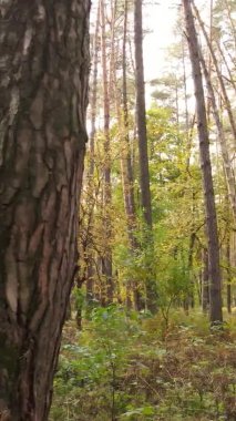 Bir sonbahar gününde ormanın dikey videosu, yavaş çekim.