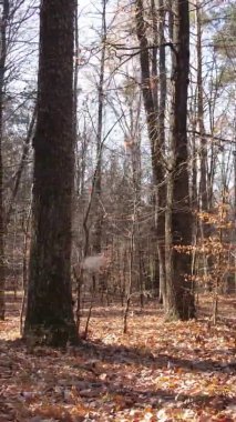 Bir sonbahar gününde ormanın dikey videosu, yavaş çekim.