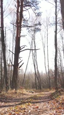Bir sonbahar gününde ormanın dikey videosu, yavaş çekim.