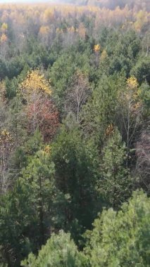 Bir sonbahar gününde ormanın dikey videosu, yavaş çekim.