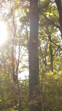 Bir sonbahar gününde ormanın dikey videosu, yavaş çekim.