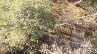 Bir sonbahar gününde ormanın dikey videosu, yavaş çekim.