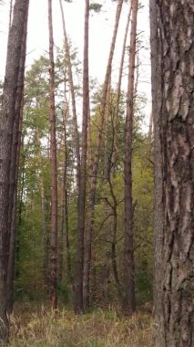 Bir sonbahar gününde ormanın dikey videosu, yavaş çekim.