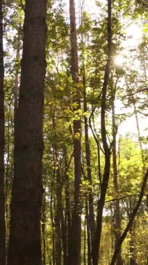 Bir sonbahar gününde ormanın dikey videosu, yavaş çekim.