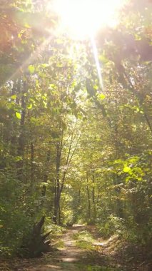 Bir sonbahar gününde ormanın dikey videosu, yavaş çekim.