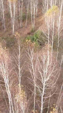 Bir sonbahar gününde ormanın dikey videosu, yavaş çekim.