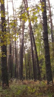 Bir sonbahar gününde ormanın dikey videosu, yavaş çekim.