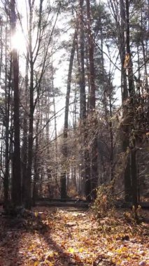 Bir sonbahar gününde ormanın dikey videosu, yavaş çekim.