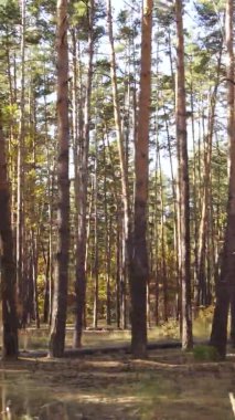 Bir sonbahar gününde ormanın dikey videosu, yavaş çekim.