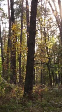 Bir sonbahar gününde ormanın dikey videosu, yavaş çekim.