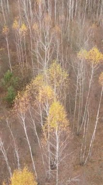 Bir sonbahar gününde ormanın dikey videosu, yavaş çekim.