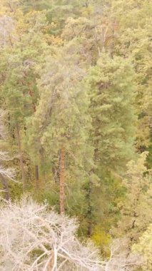 Bir sonbahar gününde ormanın dikey videosu, yavaş çekim.