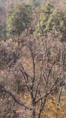 Bir sonbahar gününde ormanın dikey videosu, yavaş çekim.