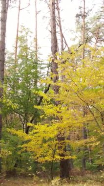 Bir sonbahar gününde ormanın dikey videosu, yavaş çekim.