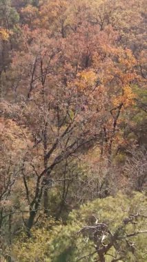 Bir sonbahar gününde ormanın dikey videosu, yavaş çekim.