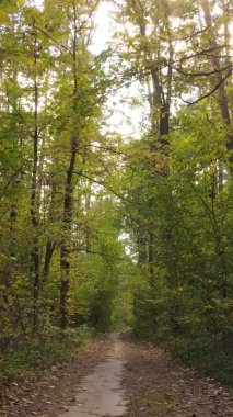 Bir sonbahar gününde ormanın dikey videosu, yavaş çekim.