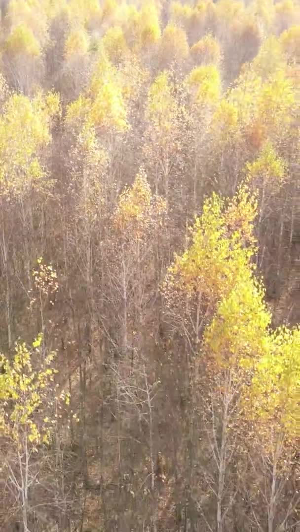 Vídeo Vertical Floresta Dia Outono Câmera Lenta — Vídeo de Stock