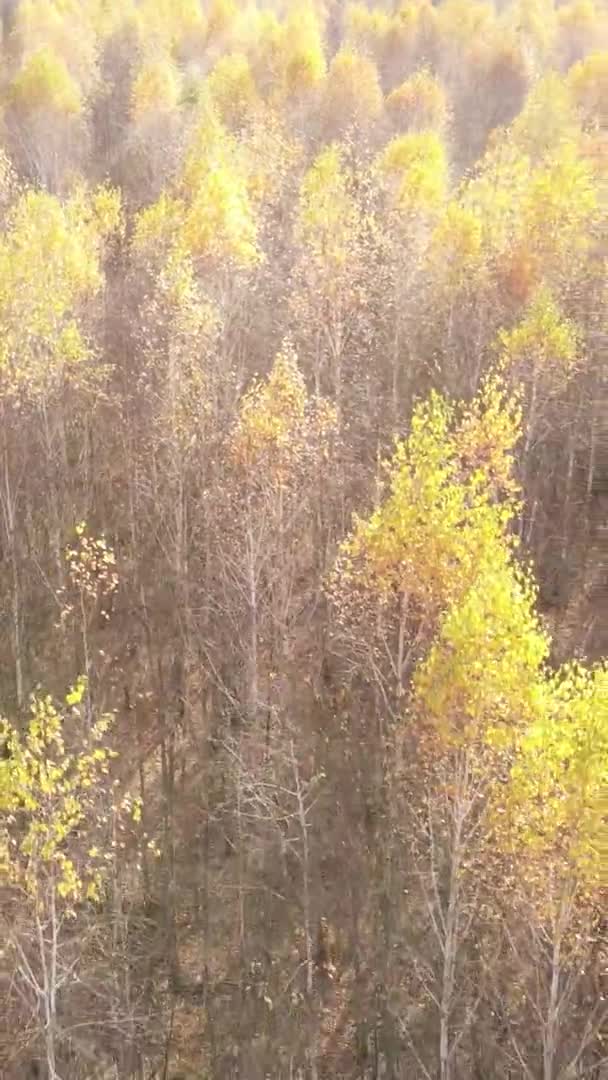 Vidéo Verticale Forêt Jour Automne Ralenti — Video