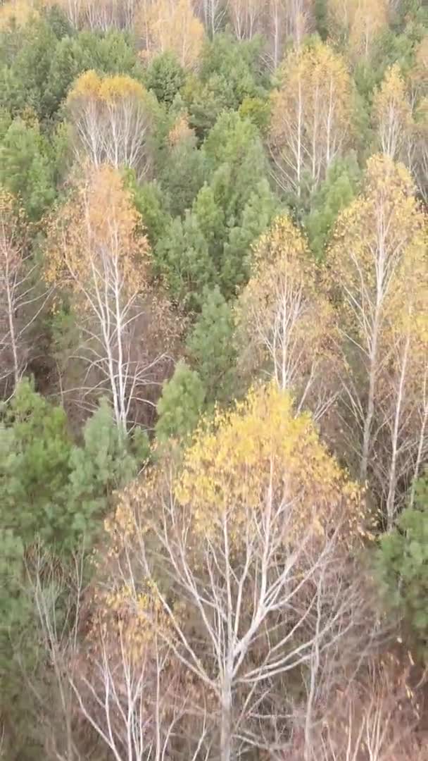 Pionowe Wideo Lasu Jesienny Dzień Zwolnione Tempo — Wideo stockowe