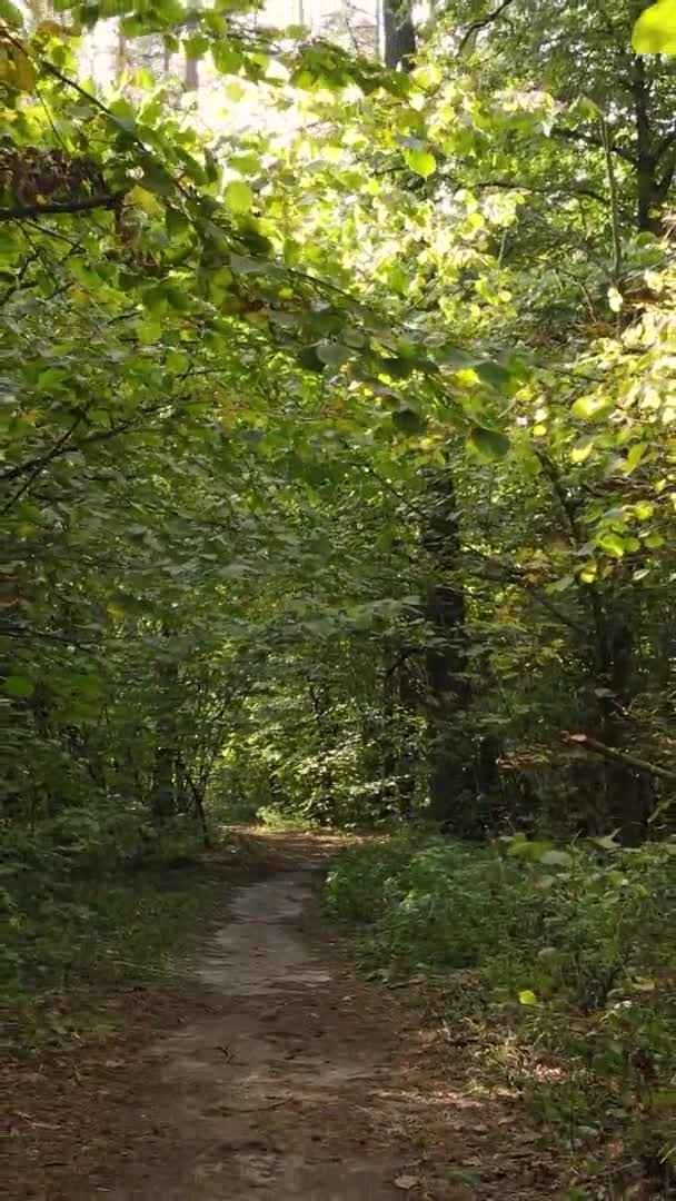 Video Vertical Pădurii Într Toamnă Mișcare Lentă — Videoclip de stoc