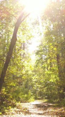 Bir sonbahar gününde ormanın dikey videosu, yavaş çekim.