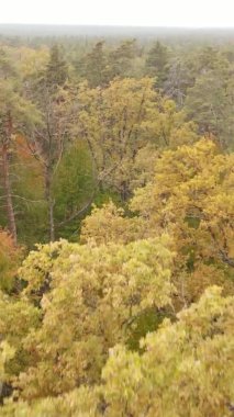 Bir sonbahar gününde ormanın dikey videosu, yavaş çekim.