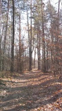 Bir sonbahar gününde ormanın dikey videosu, yavaş çekim.