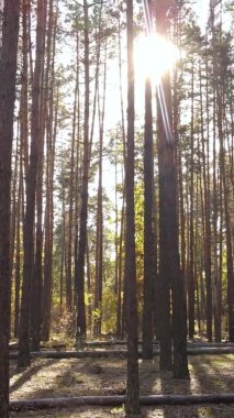 Bir sonbahar gününde ormanın dikey videosu, yavaş çekim.