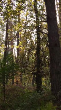 Bir sonbahar gününde ormanın dikey videosu, yavaş çekim.